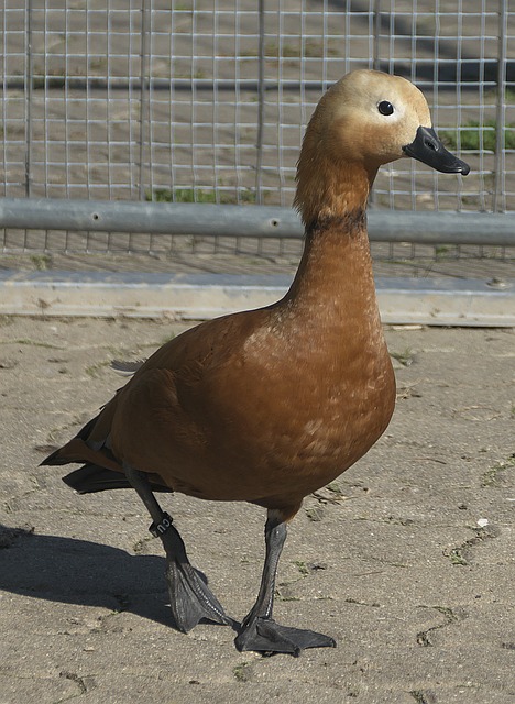 并投身于公